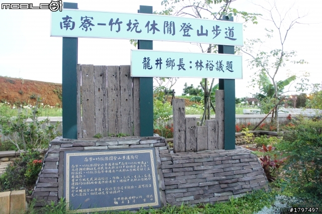 大肚山野百合