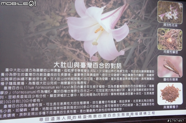 大肚山野百合