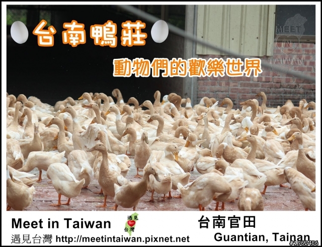 台南鴨莊休閒農場－動物們的快樂天堂（台南官田）