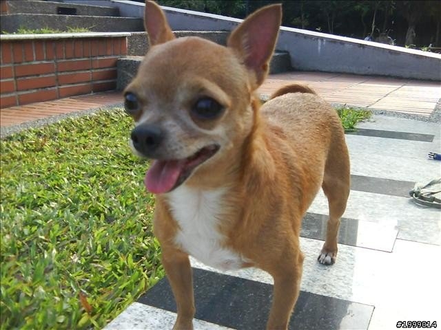 急尋愛犬吉娃娃!!