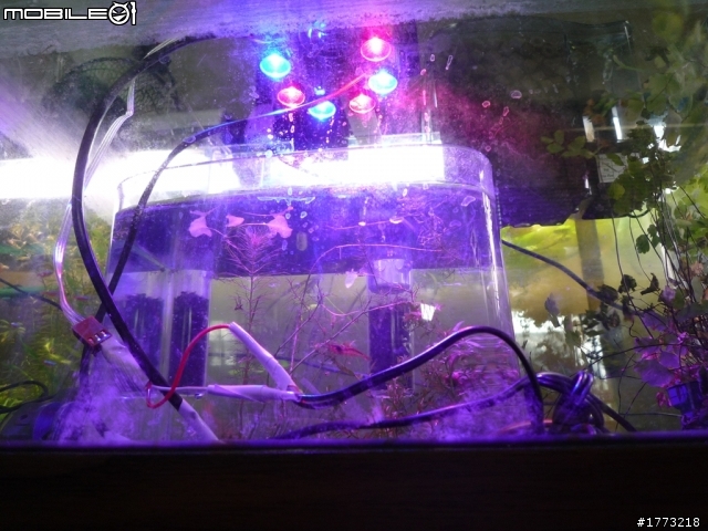 已更新，三波長LED燈完成!(圖+影)!![DIY]以LED作為植物光源，探討LED是否能作為植物生長燈，以及波長對植物的影響