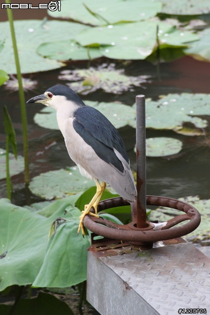 20110702 台北植物園
