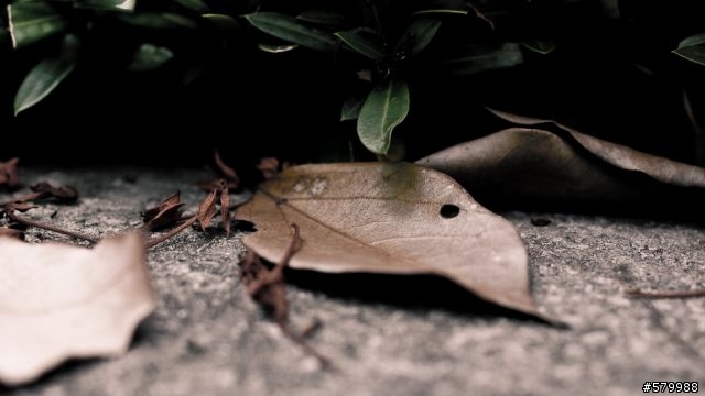 頭殼壞掉.我買了Voigtlander25mm"全手動鏡"內附GF4流出照