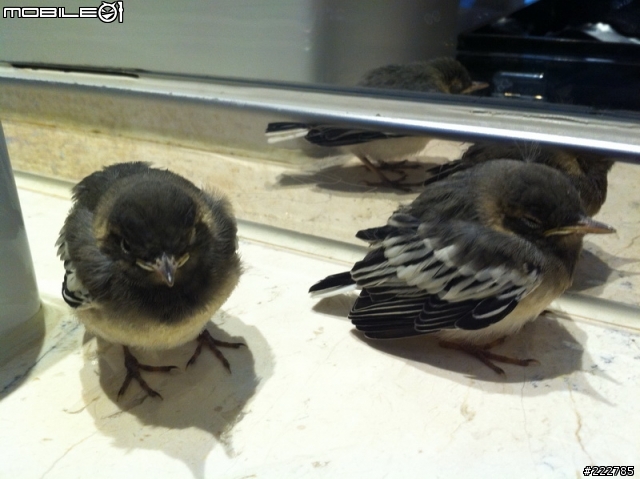 汽車旅館撿到2隻幼鳥