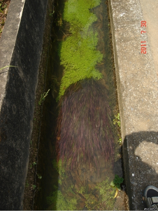 陽金公路旁的水溝