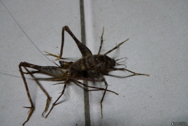 奇怪的生物....