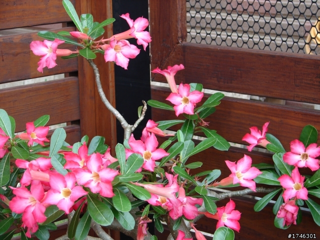 我家小夯的後花園開箱