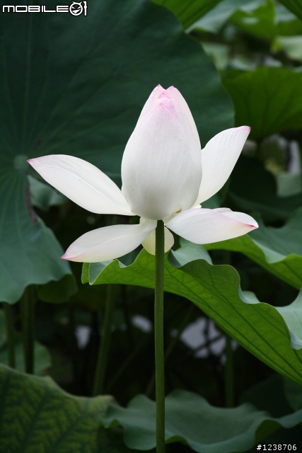 20110702 台北植物園