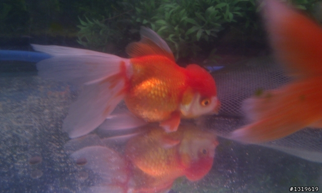 請各位大大幫我看看我的金魚是懷孕還是生病了？