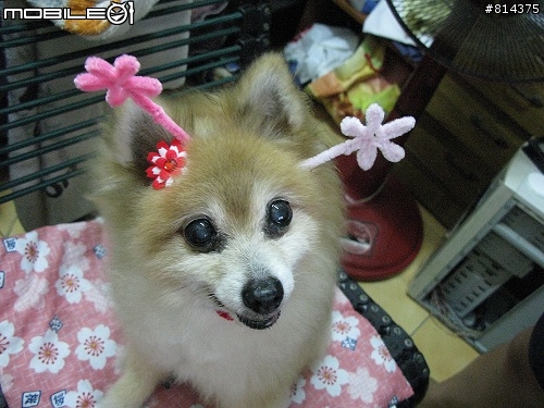 狗狗離開世界後.....