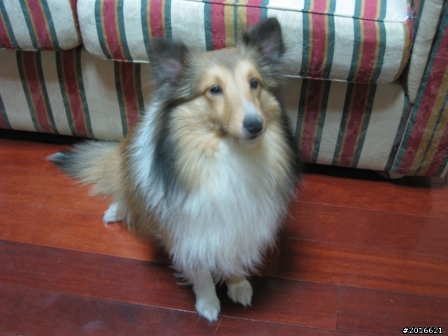可愛的喜樂蒂牧羊犬送養!