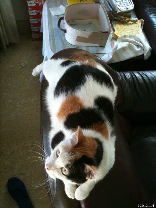 剃完毛後,貓毛的色塊會變嗎??