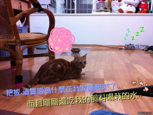 分享 ~ 我家的兩隻喵喵+熱呼呼喵喵零錢包 : )
