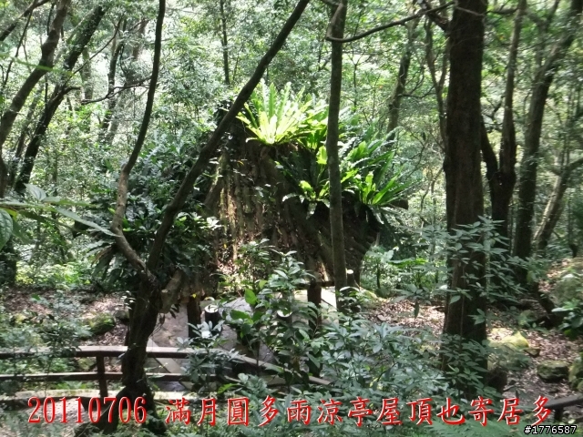 20110706 東眼山東滿步道滿月圓自行車之旅