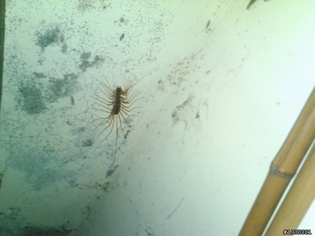 這迷樣的生物是啥?