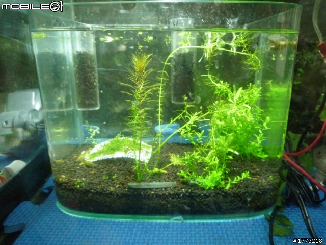 已更新，三波長LED燈完成!(圖+影)!![DIY]以LED作為植物光源，探討LED是否能作為植物生長燈，以及波長對植物的影響