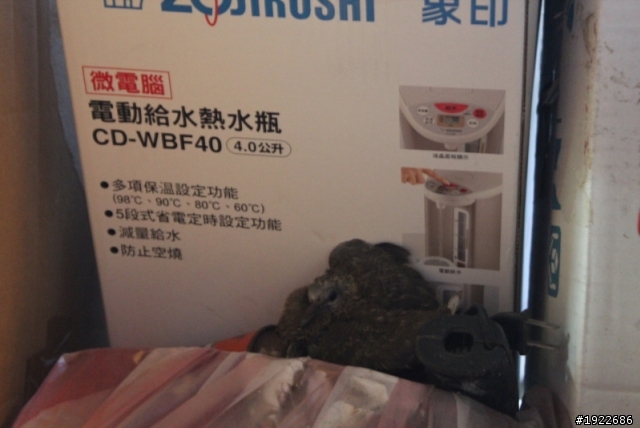 今天下午有地震 地震後陽台出現了一隻鳥