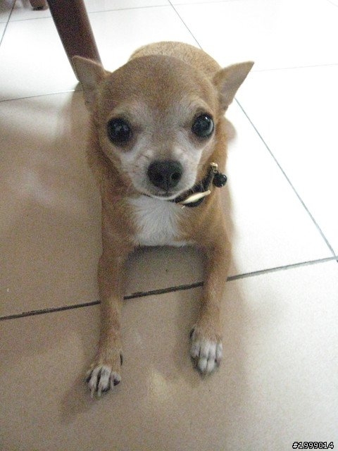 急尋愛犬吉娃娃!!