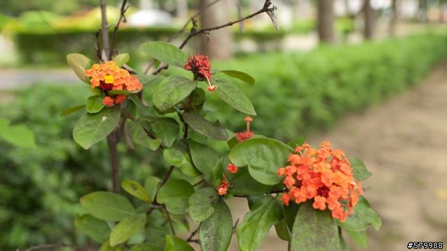 頭殼壞掉.我買了Voigtlander25mm"全手動鏡"內附GF4流出照