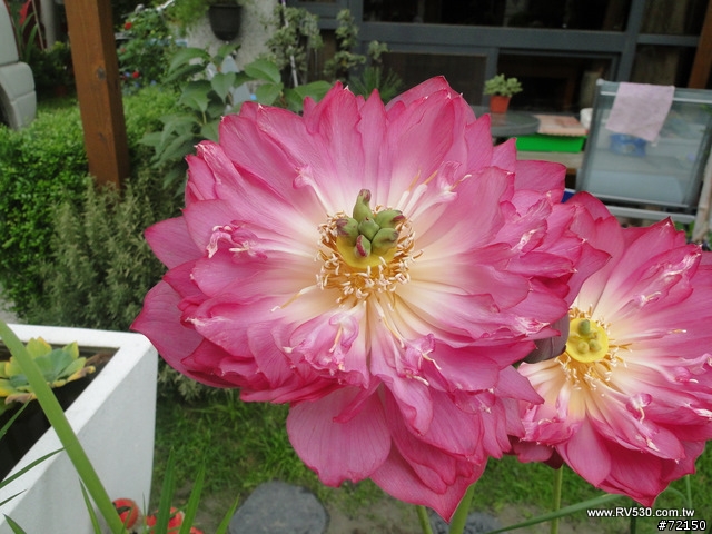 花園 [ 荷花生態缸 ] 防水施工全記錄