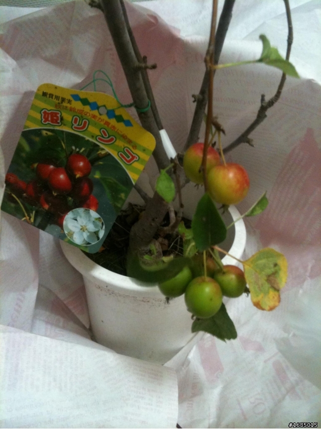 請問這是哪一種蘋果?