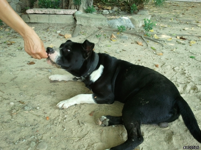 有人遺失混彼特犬嗎？