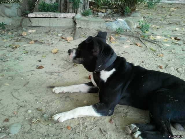 有人遺失混彼特犬嗎？