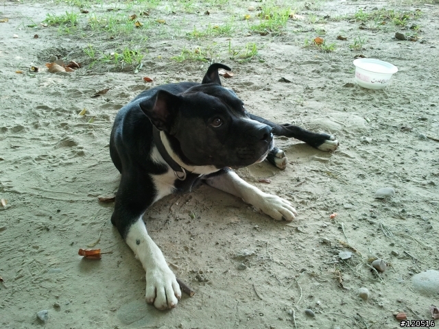 有人遺失混彼特犬嗎？