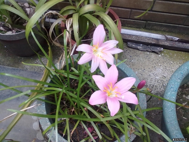 請問這是什麼花呢？