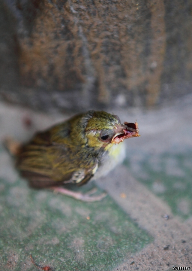 請問這是什麼鳥?