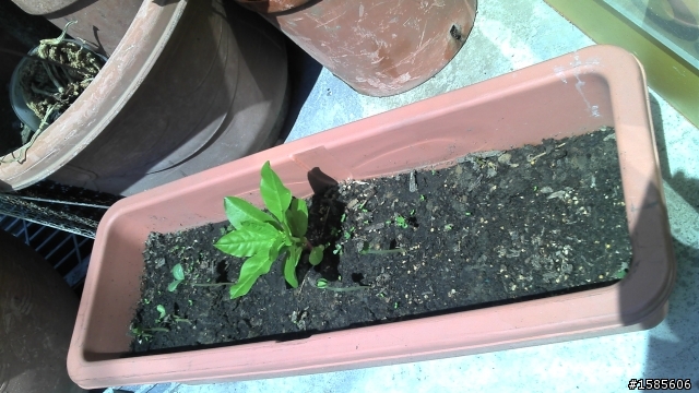 喔喔...西瓜發芽了!!!(9/3更新)