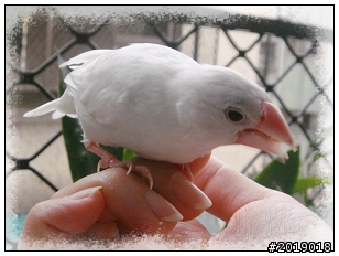 內湖路一段  拾獲白文鳥