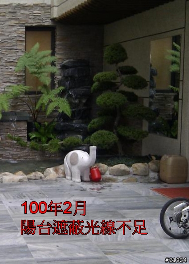 真柏 達人幫幫我的真柏 枯快一半~~~救樹