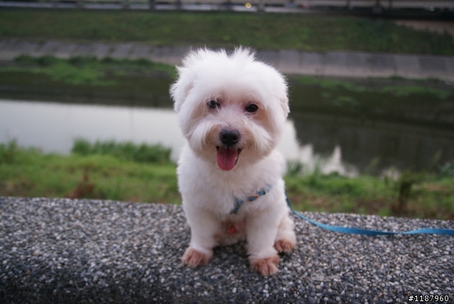 抱歉~知道這種文很多 但還是要麻煩神人出手 洽吉要變綿羊