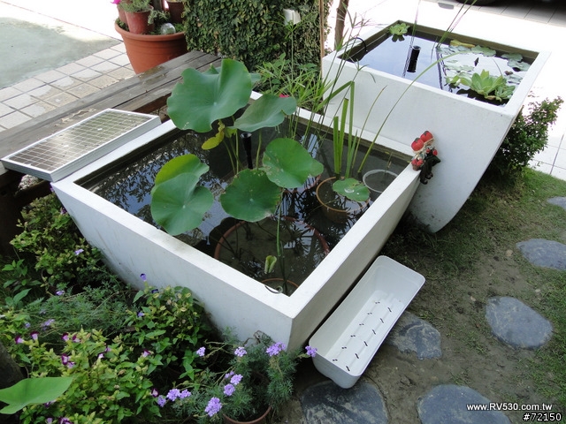 花園 [ 荷花生態缸 ] 防水施工全記錄