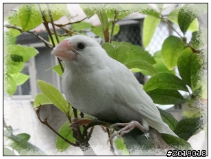 內湖路一段  拾獲白文鳥