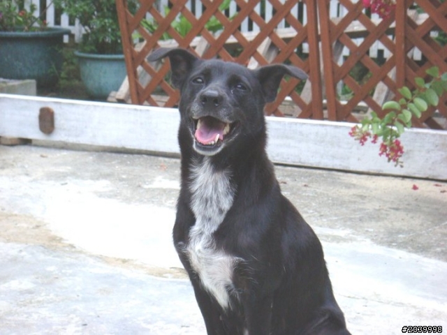 [求助]協尋愛犬妞妞/台北大直/母黑色米克斯【大直、內湖、東湖、士林】