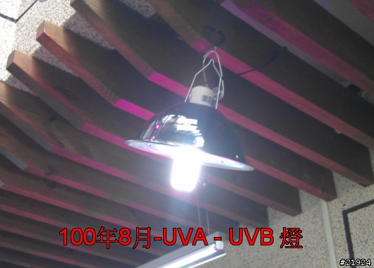 真柏 達人幫幫我的真柏 枯快一半~~~救樹