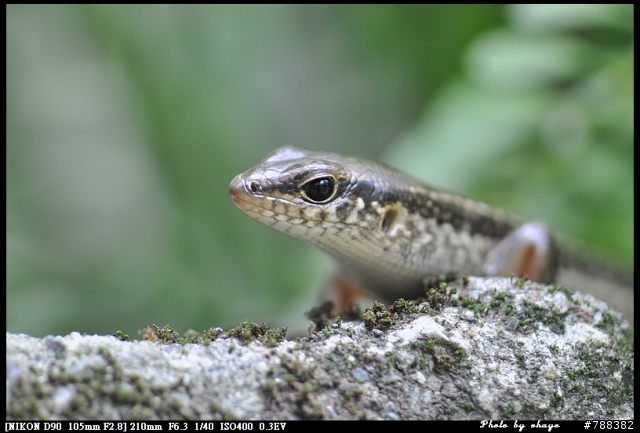 增距鏡Kenko Teleplus pro 300 DGX 2X讓105mm 微距功力倍增