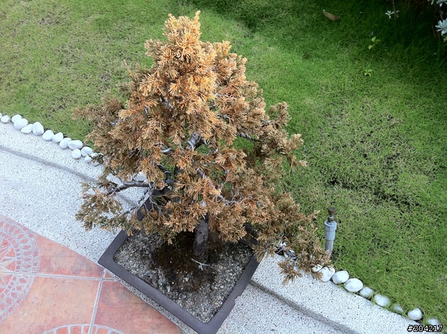 請問真柏要如何照顧
