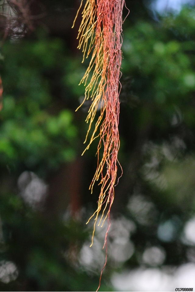 我的第一隻小白砲,補圖~(300mm f4 is L超簡易開箱)