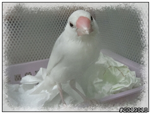 內湖路一段  拾獲白文鳥