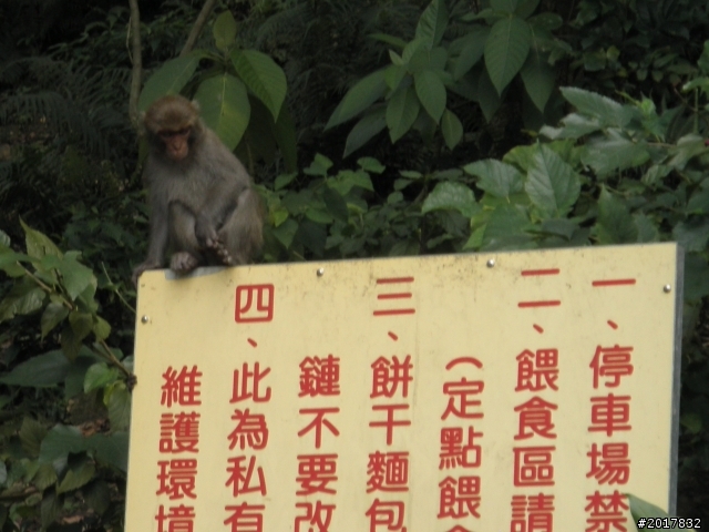 8/4忙裡偷閒看彌猴(順遊南化水庫鏡面水庫)
