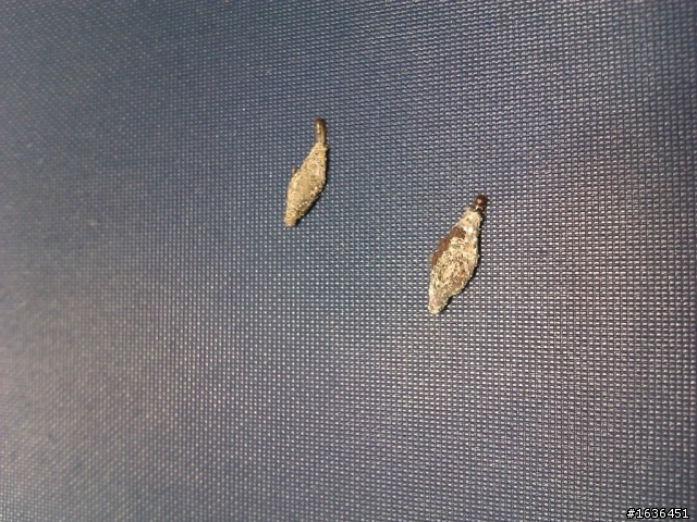 請問一下這是什麼蟲要怎麼處理