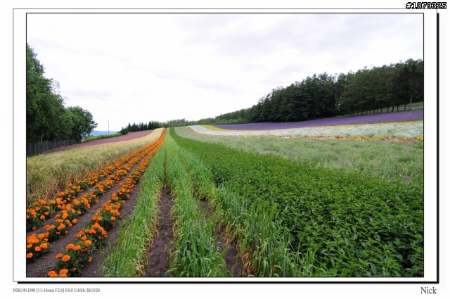 D90 18-105+ T116 北海道八天七日遊
