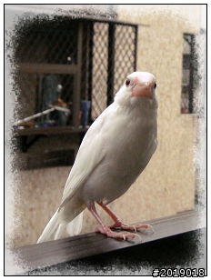 內湖路一段  拾獲白文鳥