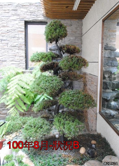 真柏 達人幫幫我的真柏 枯快一半~~~救樹