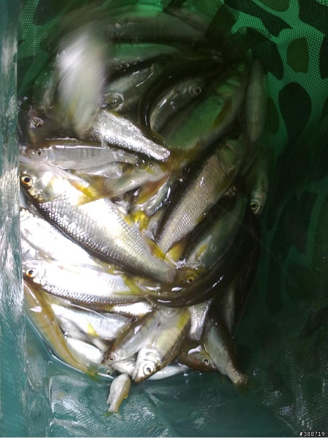 新手釣遊三