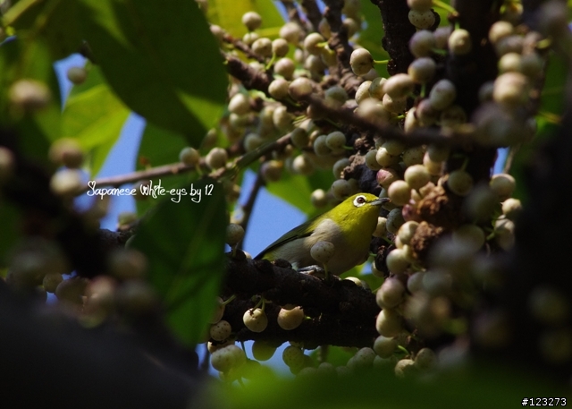 K5+DAL 55-300之綠繡眼