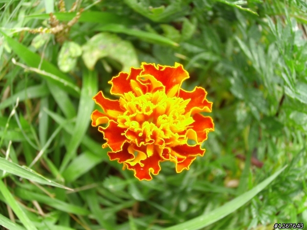 千呼萬喚始出來~BenQ P1410開箱